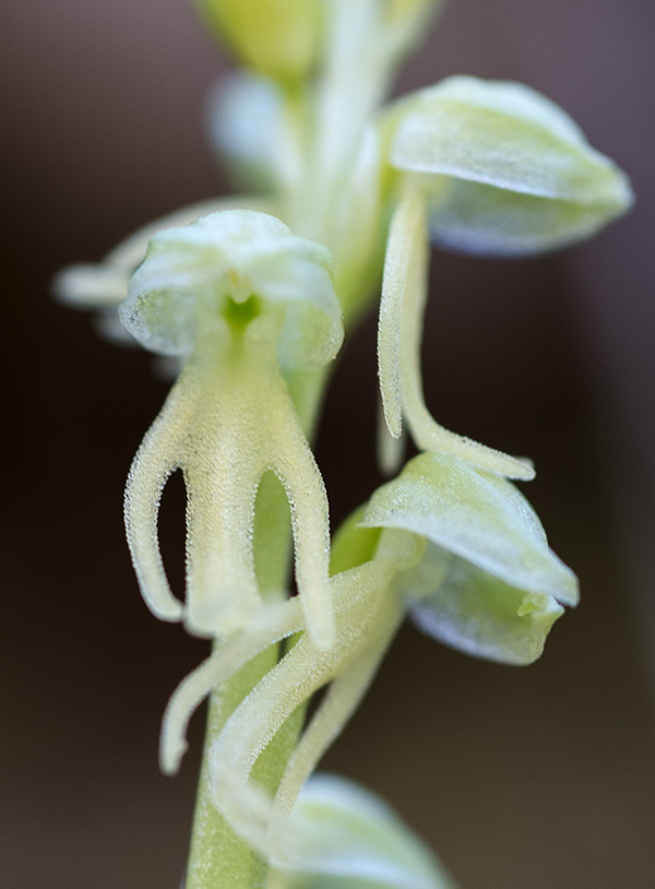 Orchis anthropophora