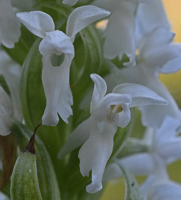 Dactylorhiza incarnata