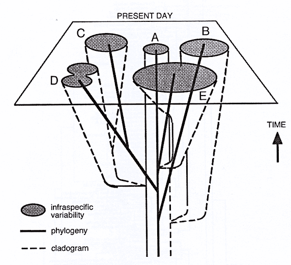 Model of phylogeny and classifying existing plants, by Robert Bateman
