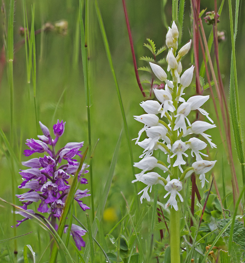 Orchis militaris